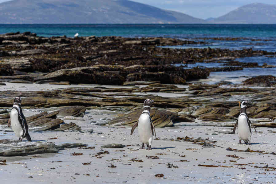 Pingüino de Magallanes - islas Falkland o Malvinas 03.jpg